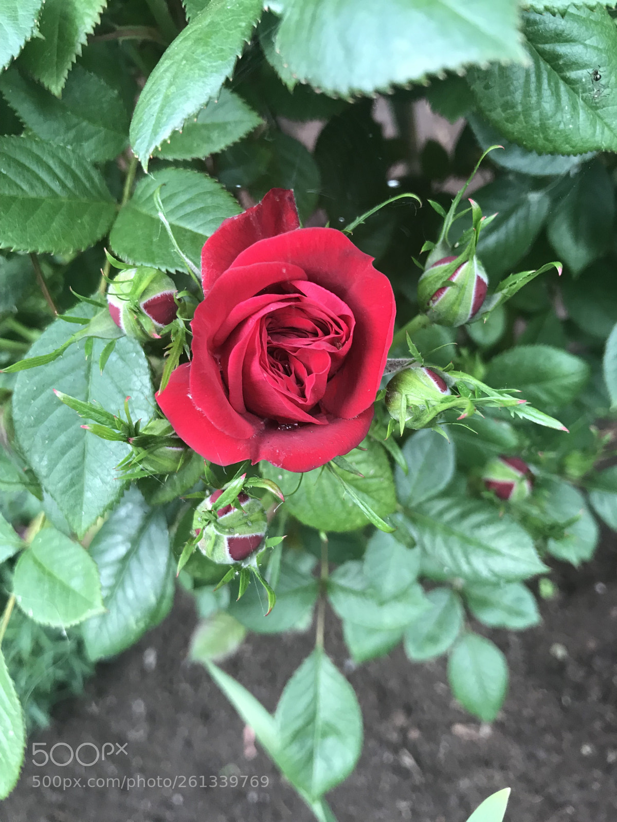 Apple iPhone 7 sample photo. Red photography