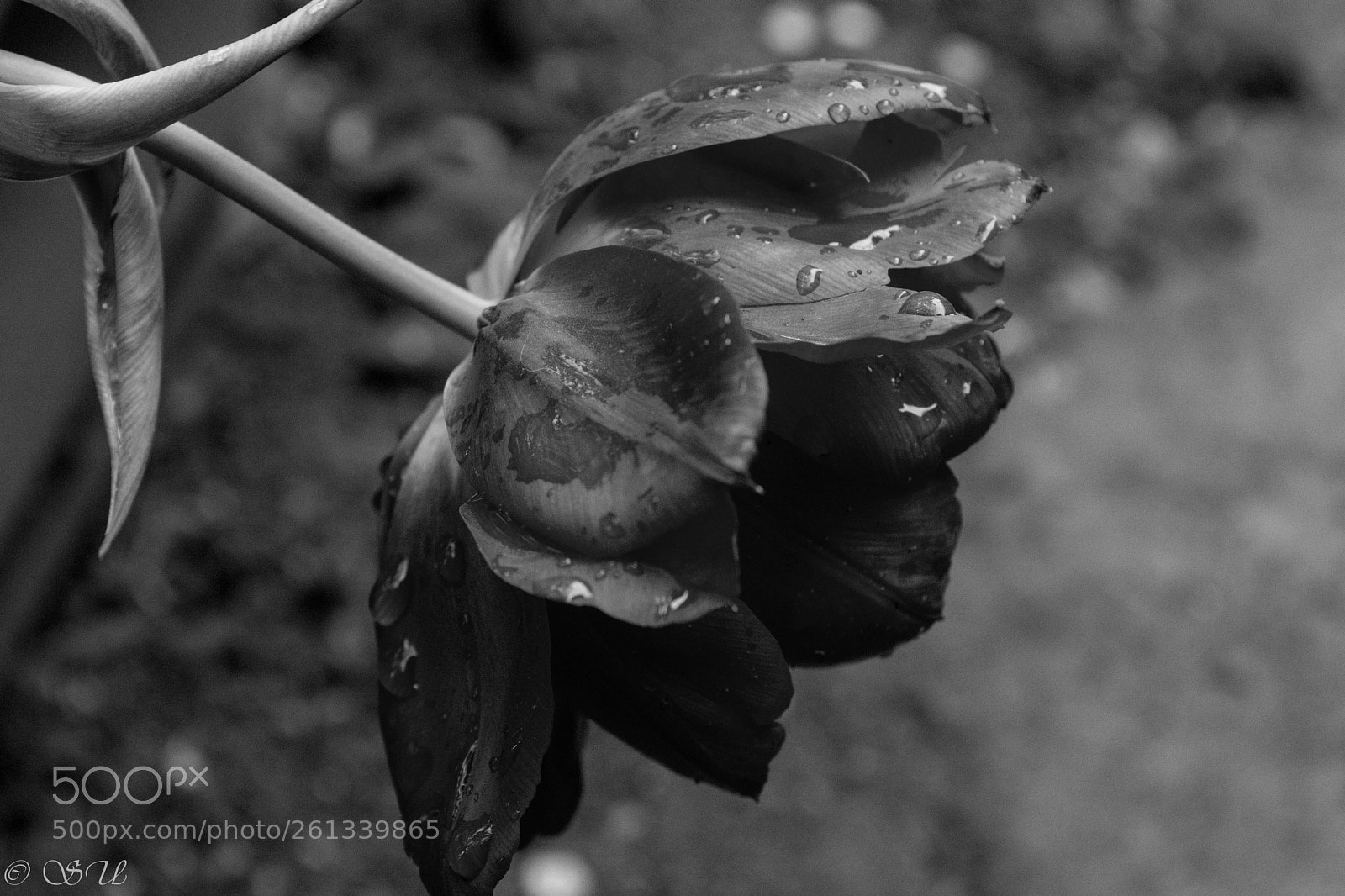 Nikon D5200 sample photo. Tulip photography