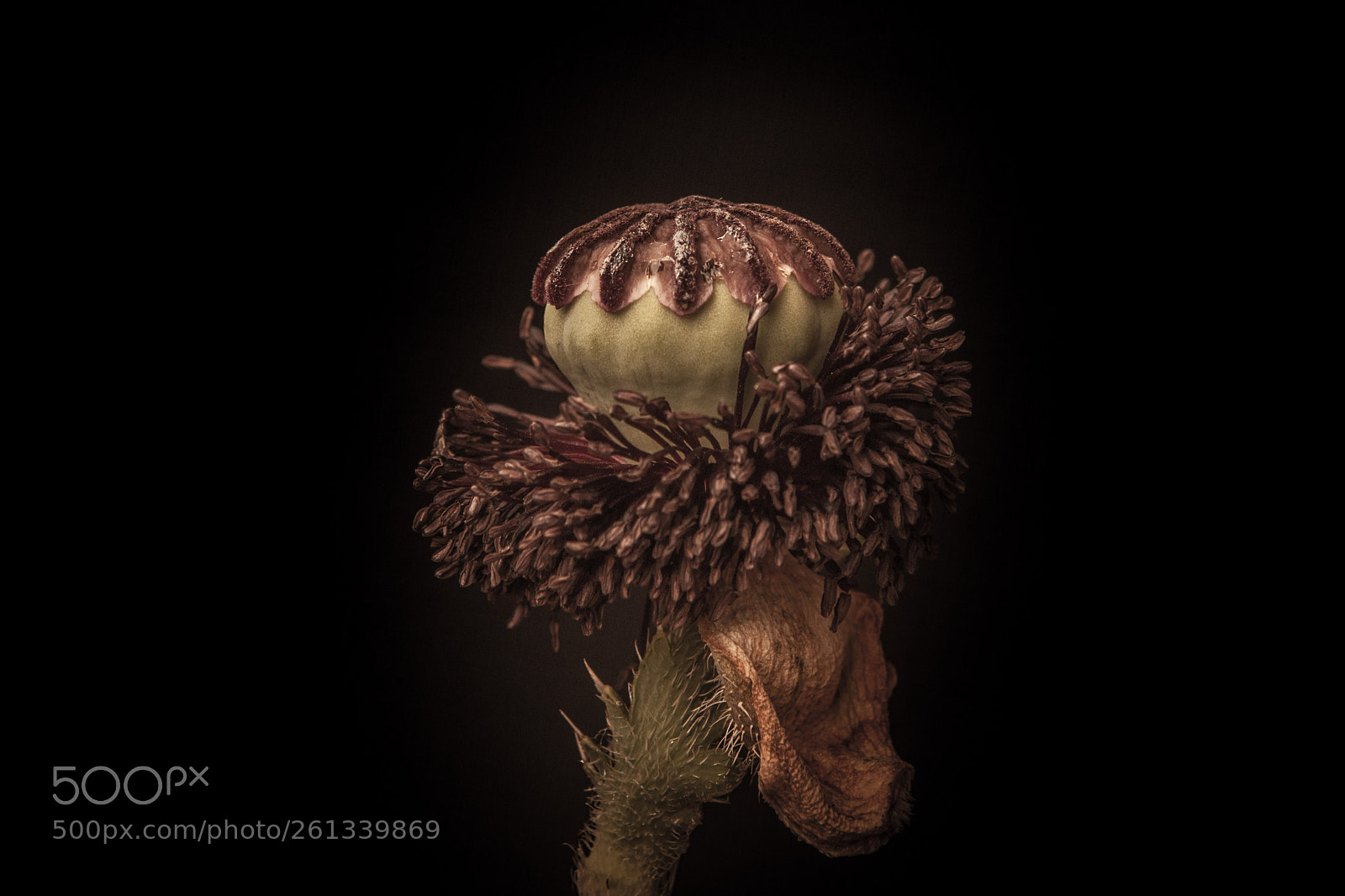 Canon EOS 5D Mark II sample photo. Poppy photography