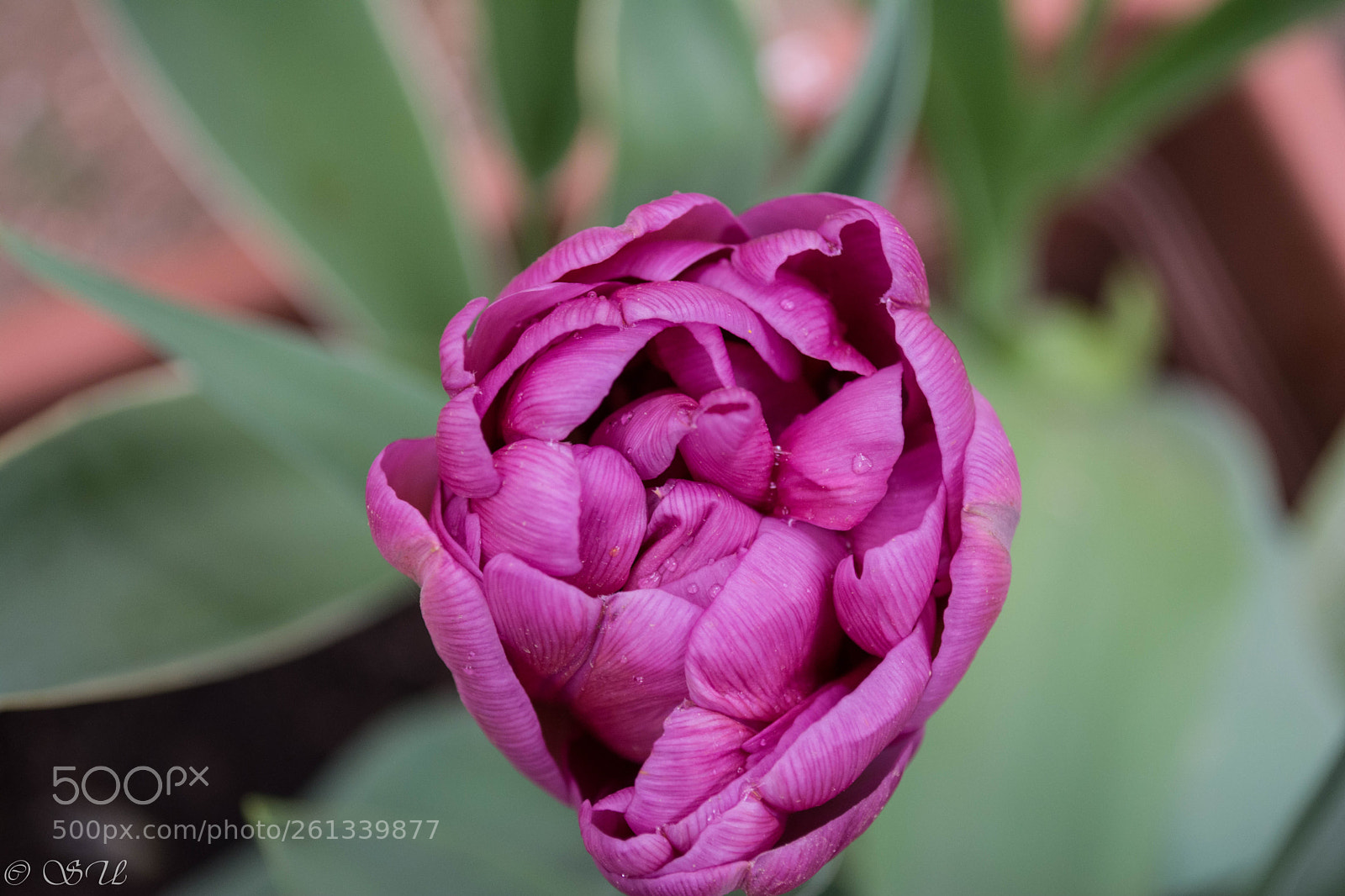 Nikon D5200 sample photo. Tulip photography