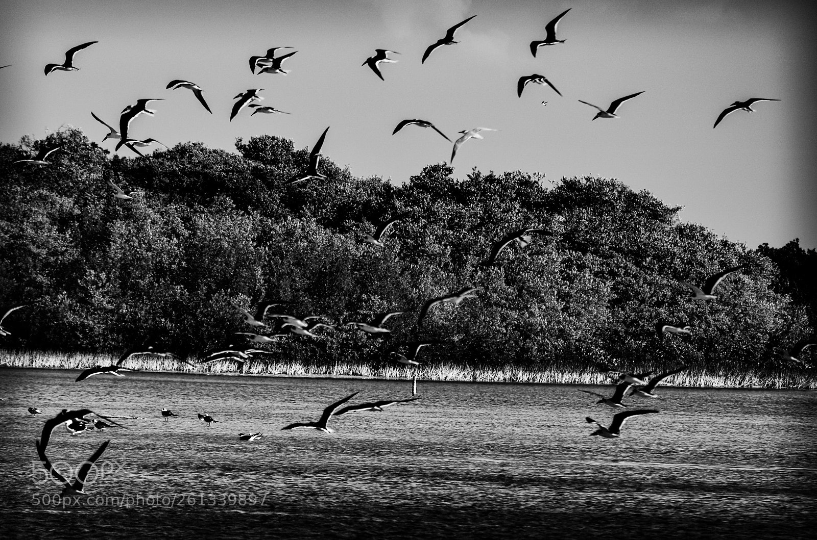 Nikon D5100 sample photo. Gaviotas al vuelo. photography