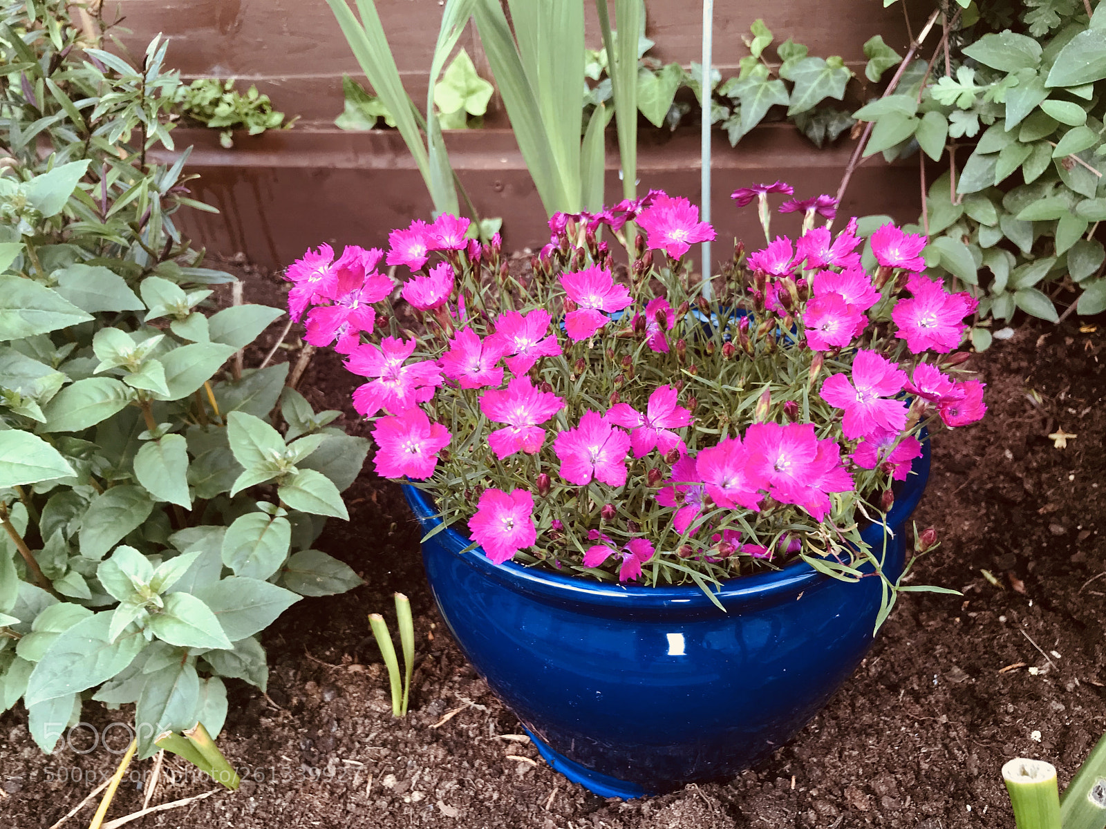 Apple iPhone 7 sample photo. Potted plant photography