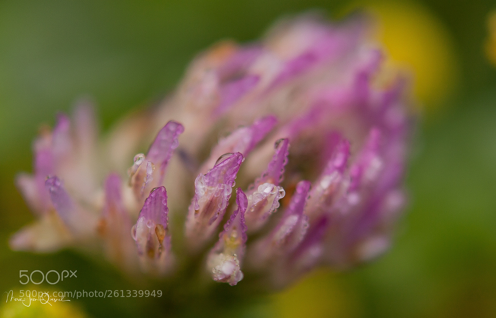 Canon EOS 5D Mark II sample photo. Magnificence naturelle. fleur de photography
