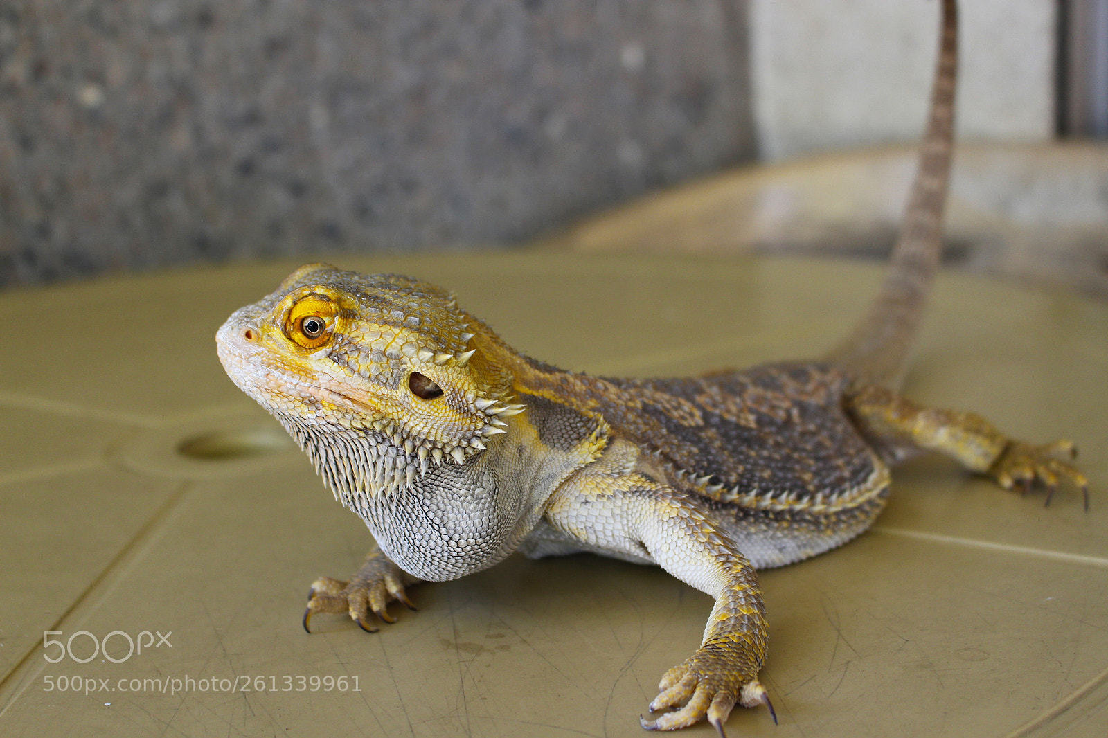 Canon EOS 700D (EOS Rebel T5i / EOS Kiss X7i) sample photo. Bearded dragon photography