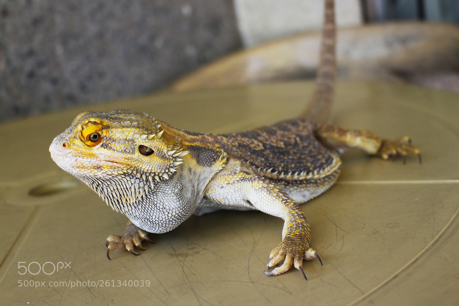 Canon EOS 700D (EOS Rebel T5i / EOS Kiss X7i) sample photo. Bearded dragon photography