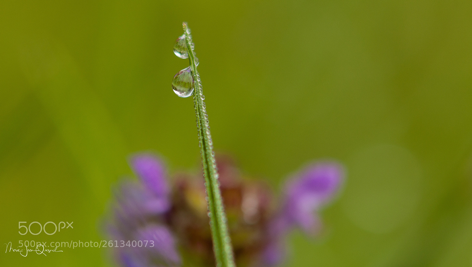 Canon EOS 5D Mark II sample photo. Miracle de l'eau.. photography