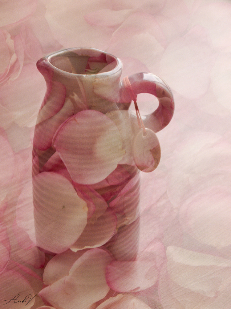 Olympus PEN E-PL1 sample photo. In a world full of pink roses photography