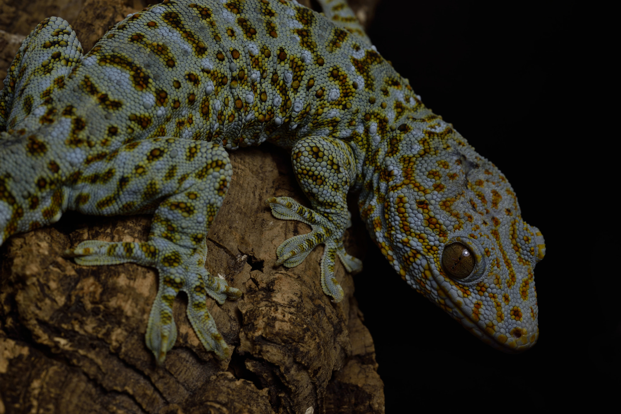 ZEISS Milvus 50mm F2 Macro sample photo. Gekko reevesii photography