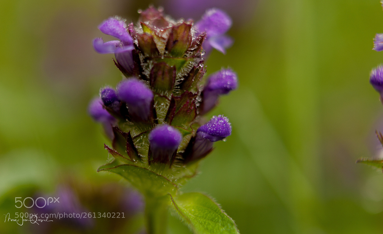 Canon EOS 5D Mark II sample photo. Un bouquet elle seule photography