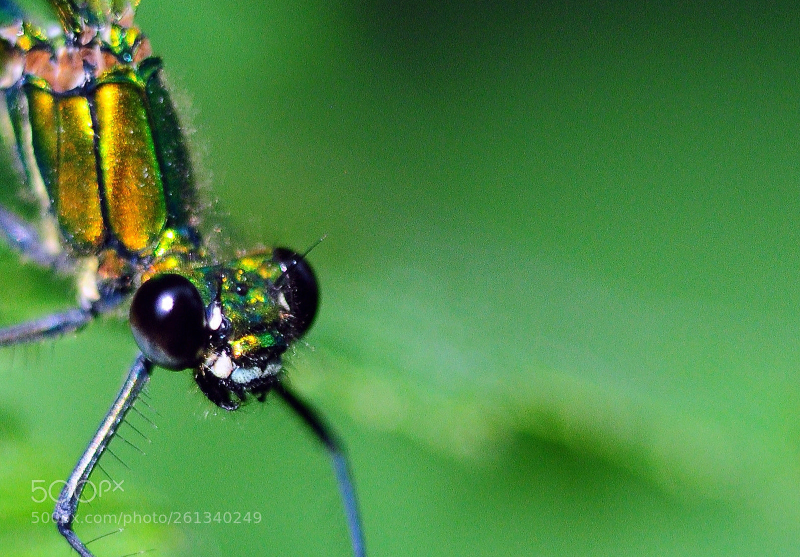 Nikon D90 sample photo. Alien.... photography