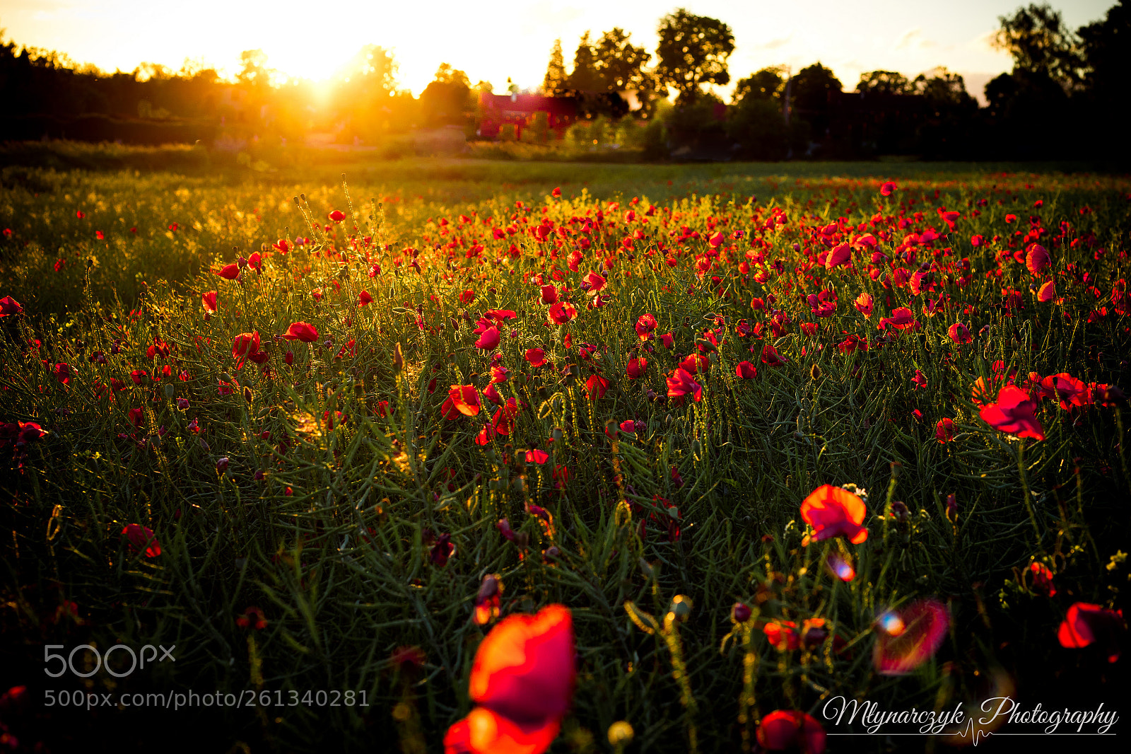 Canon EOS 5D Mark IV sample photo. Poppies photography