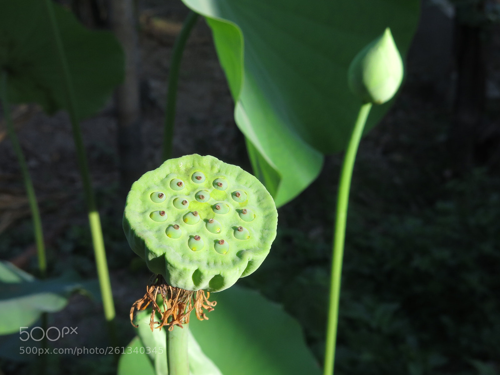 Canon PowerShot G15 sample photo. Lotus natural photography