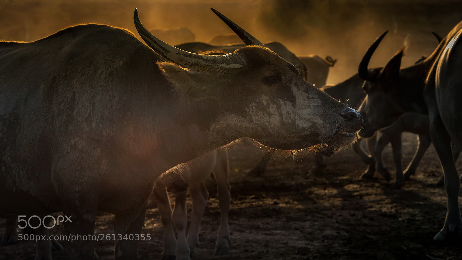 Nikon D750 sample photo. Thai buffalo, thasala nakhon photography