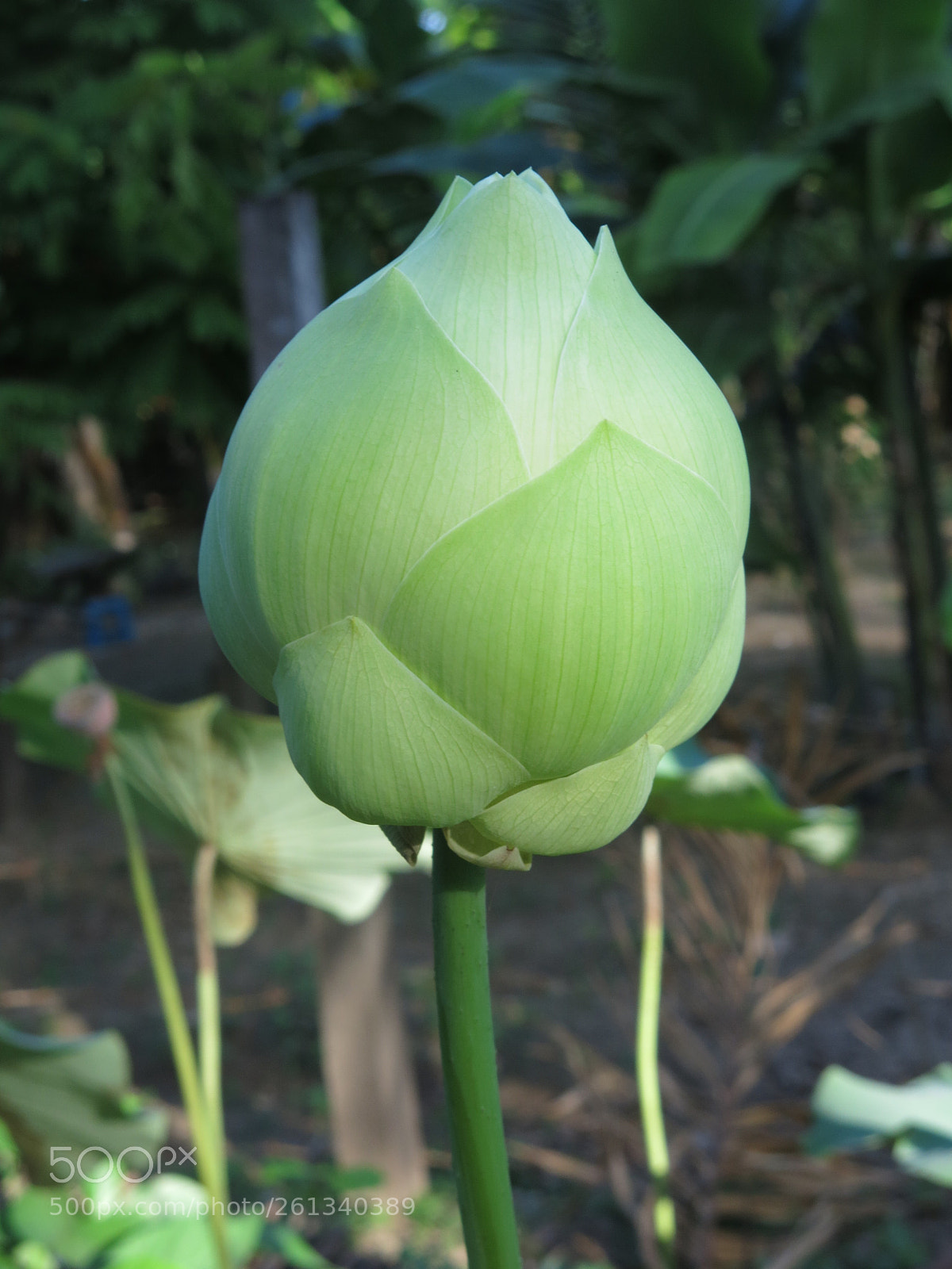 Canon PowerShot G15 sample photo. Lotus photography