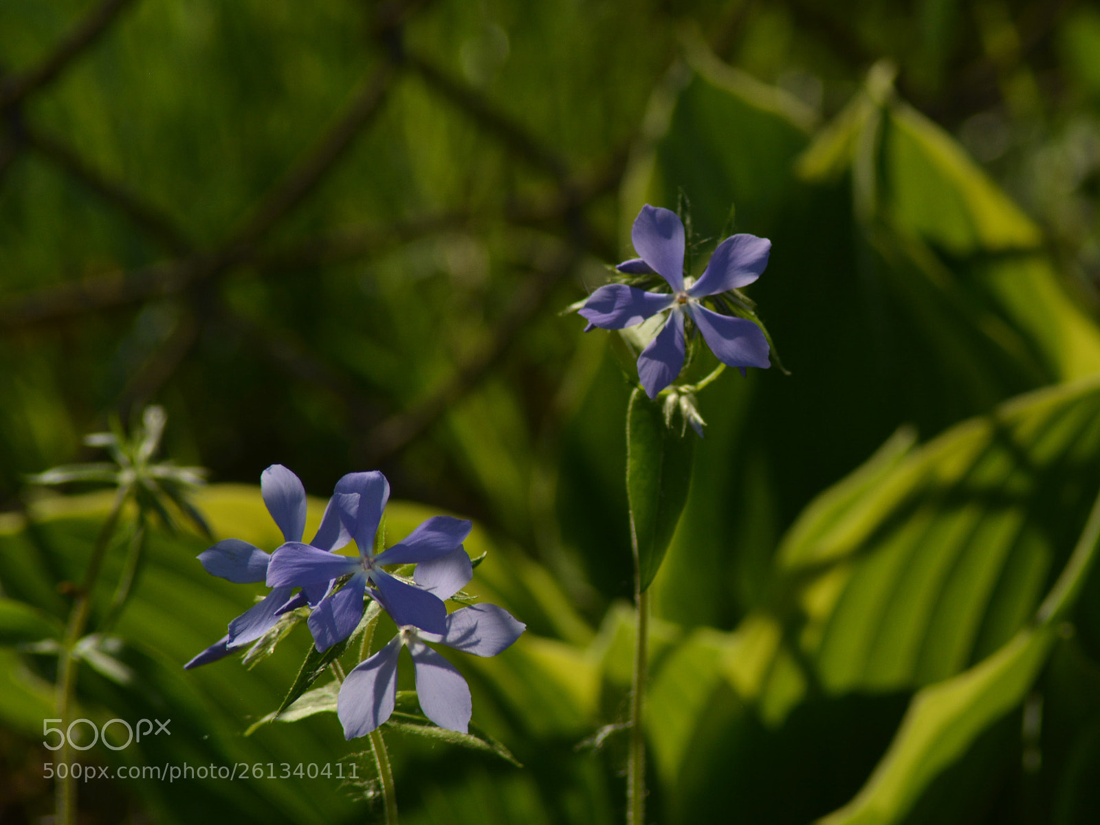 Nikon D5200 sample photo. Floks kanadyjski photography