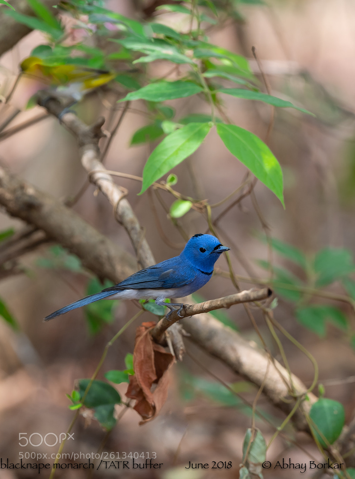 Nikon D5 sample photo. Black naped monarch photography