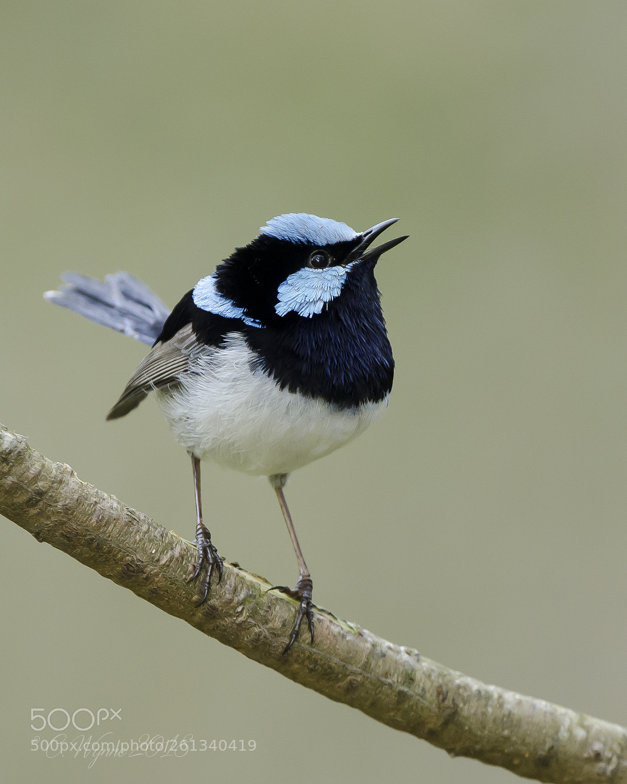 Nikon D7000 sample photo. Superb fairy-wren (male) photography