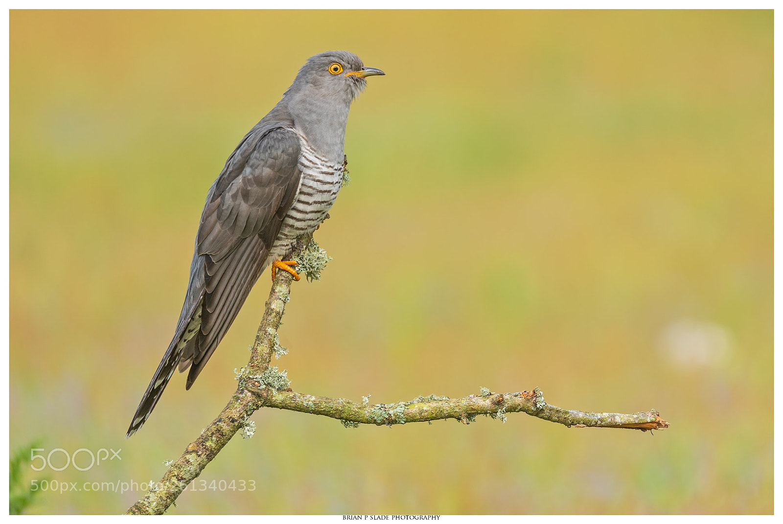 Canon EOS 5D Mark IV sample photo. Cuckoo in portrait photography