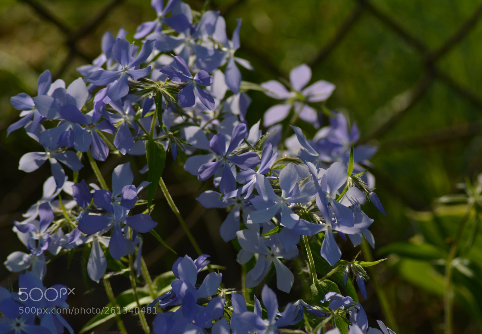 Nikon D5200 sample photo. Floks kanadyjski2 photography
