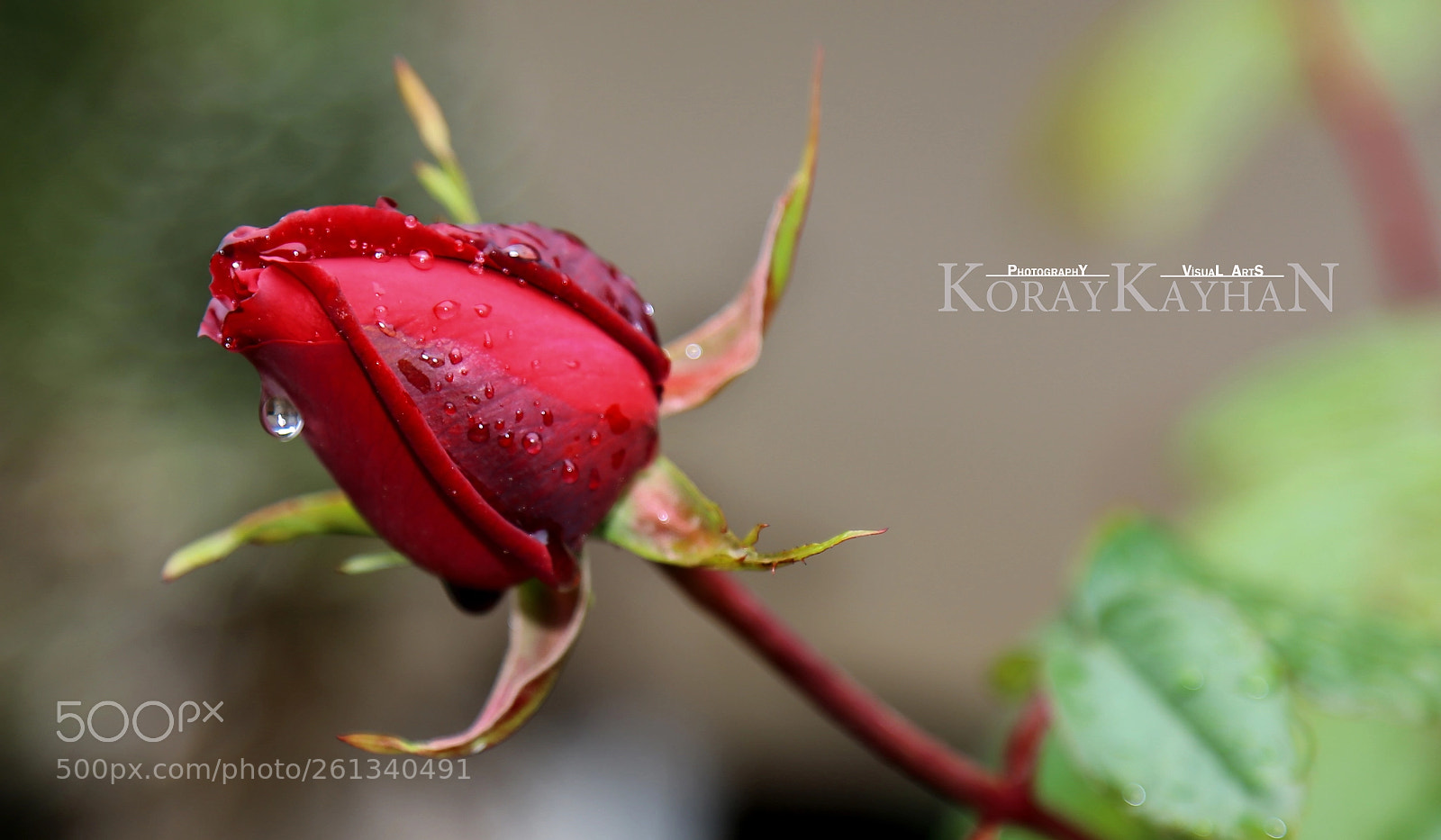 Canon EOS 6D sample photo. Tomurcuk k rm z photography