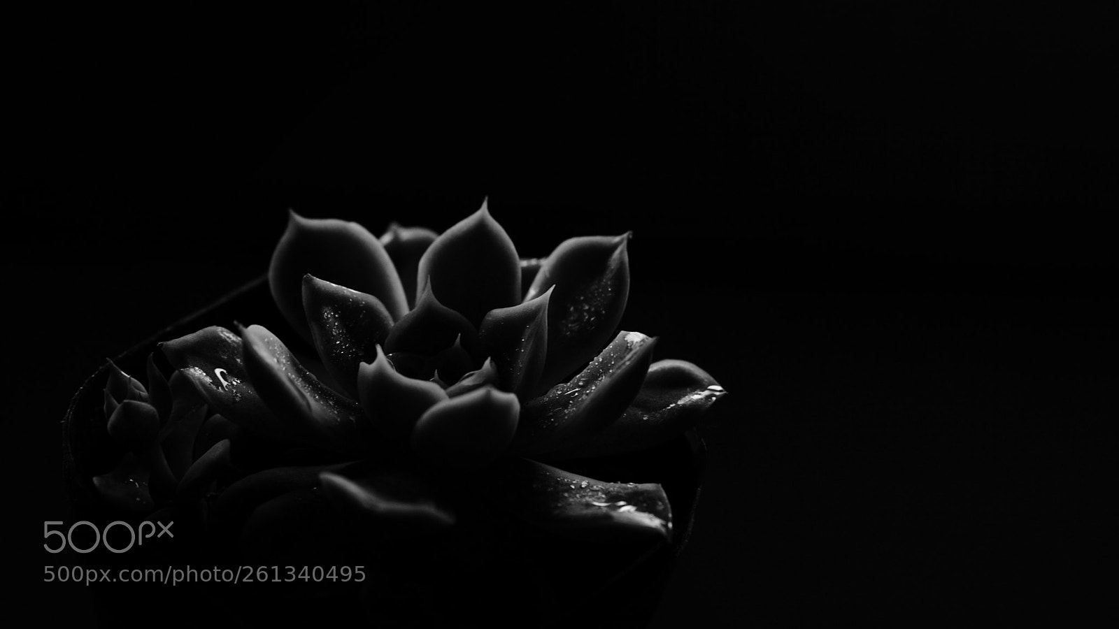 Sony a6000 sample photo. Untitled photography