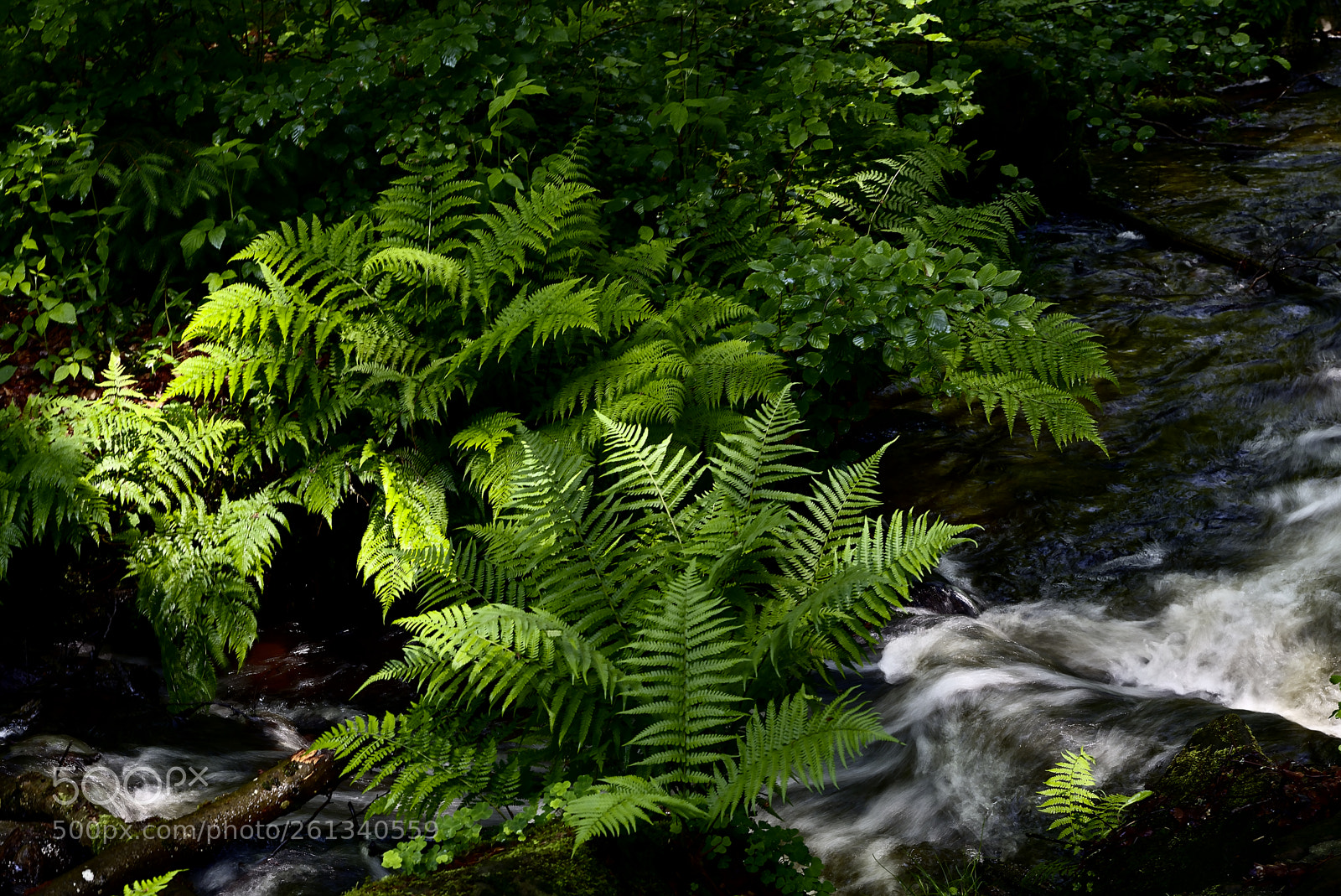 Nikon D750 sample photo. Creek44 photography