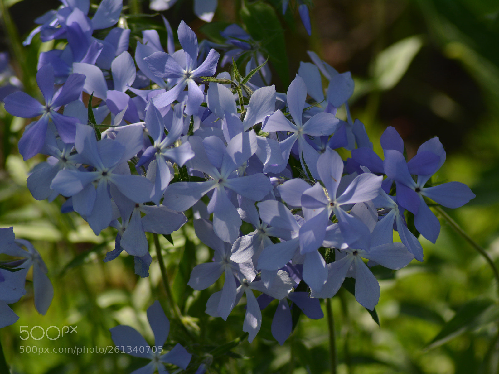 Nikon D5200 sample photo. Fliks kanadyjski3 photography