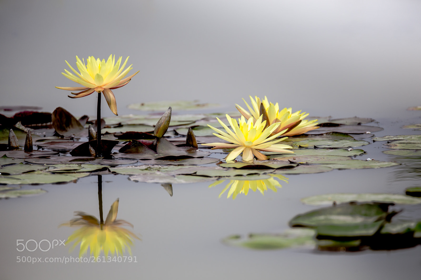 Canon EOS 6D sample photo. Water lily photography