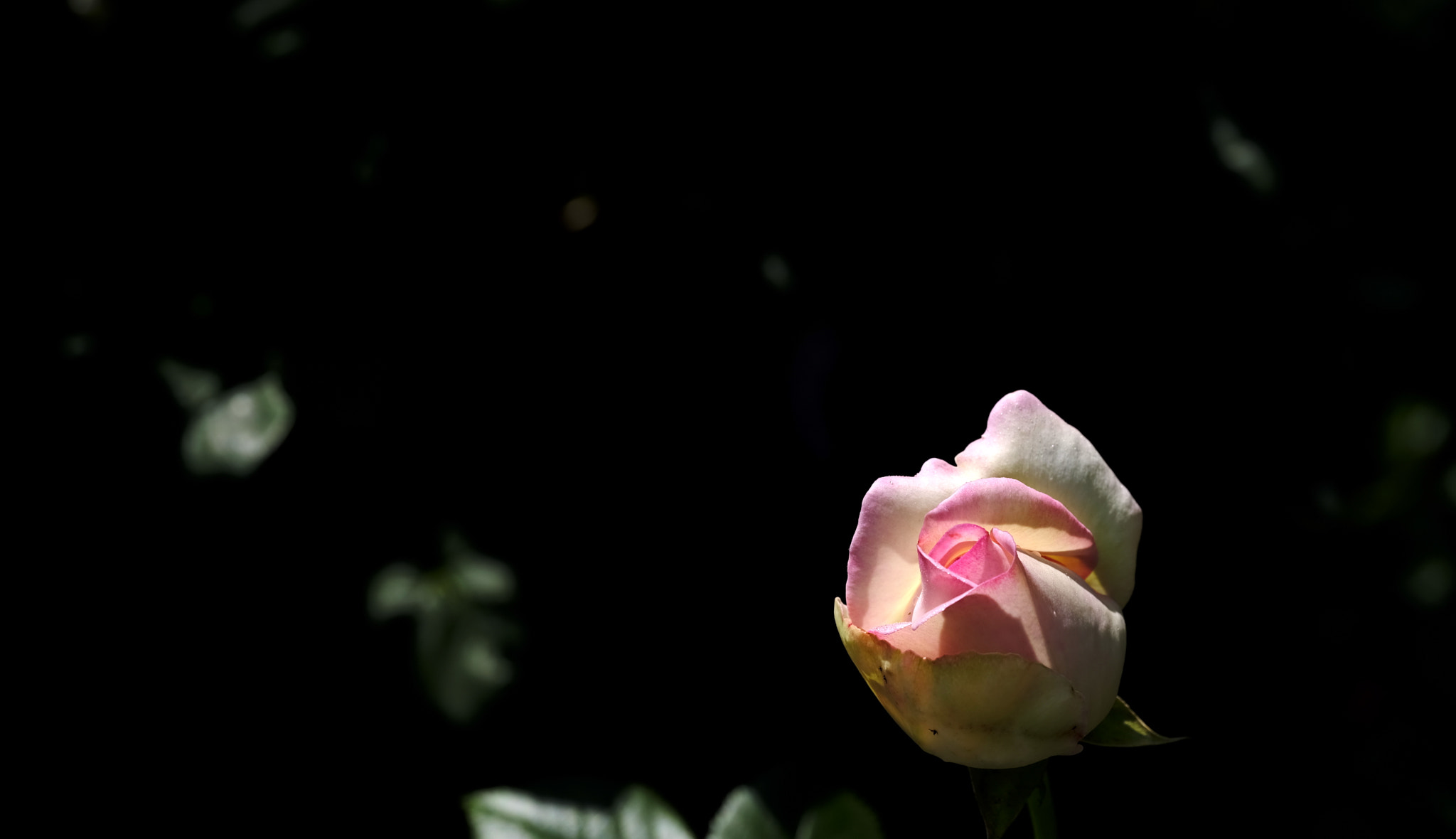 Fujifilm GFX 50S sample photo. Morning nap in the sunshine photography