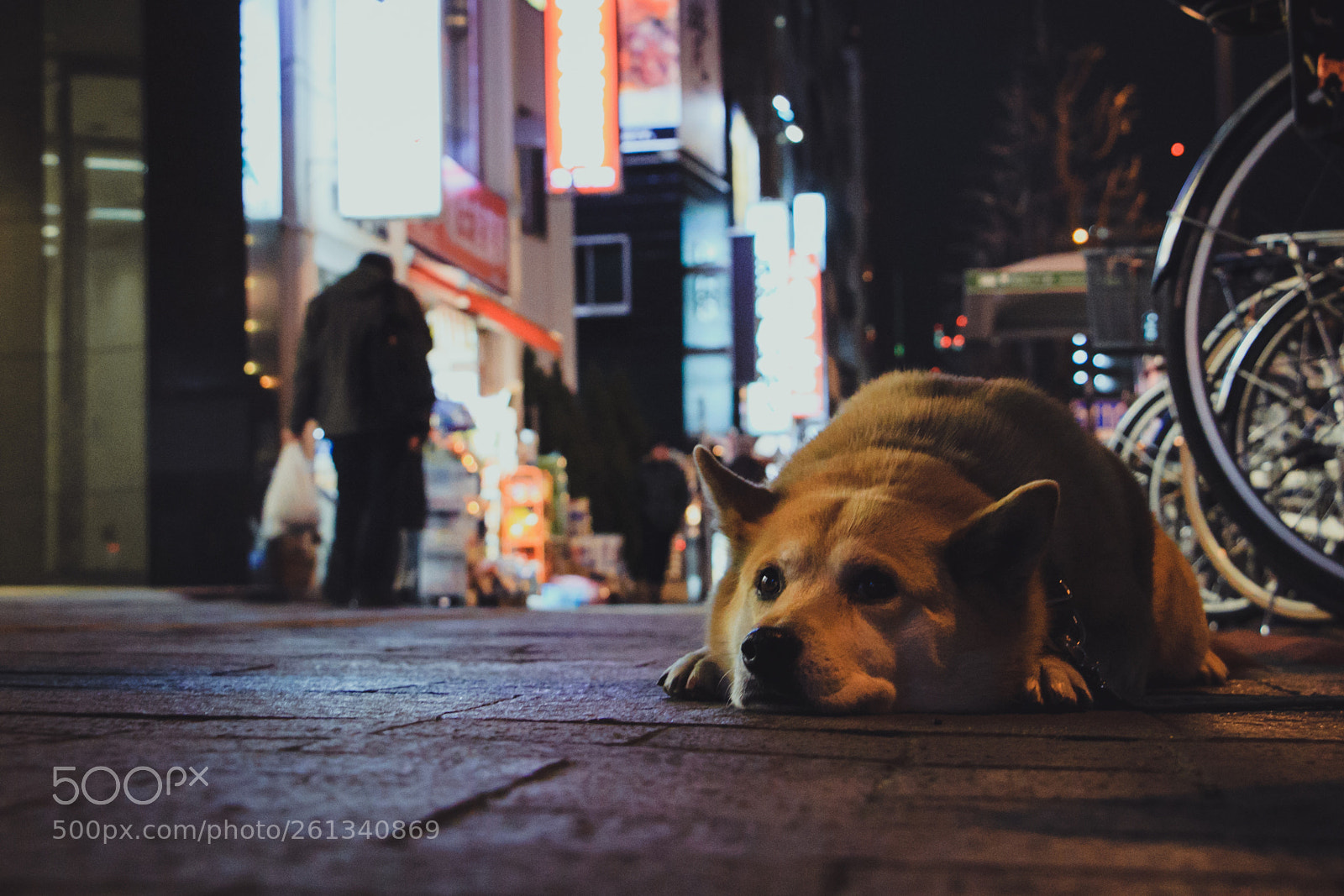Canon EOS 70D sample photo. A dogpiece photography