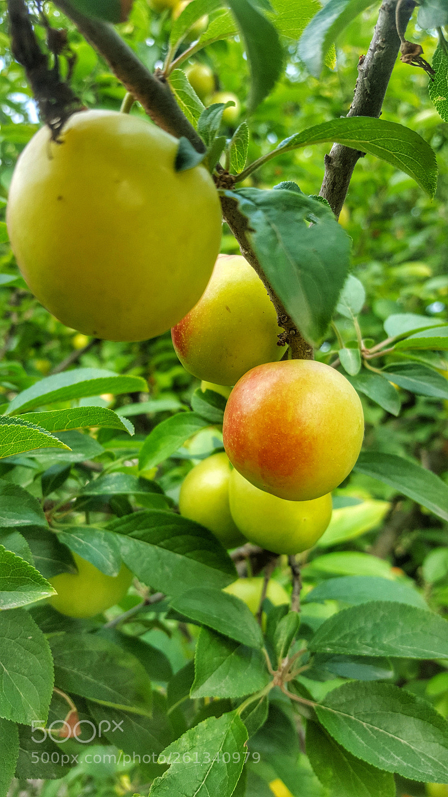 Samsung Galaxy S6 sample photo. Plum photography