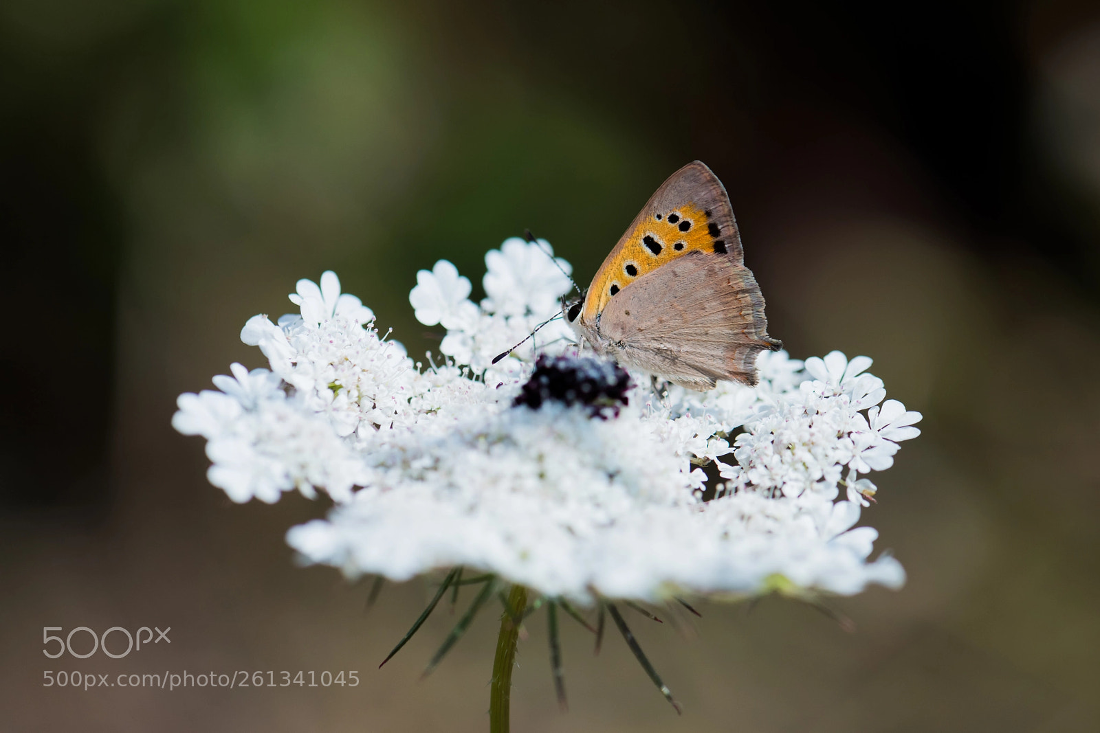 Nikon D810 sample photo. Small copper.. photography