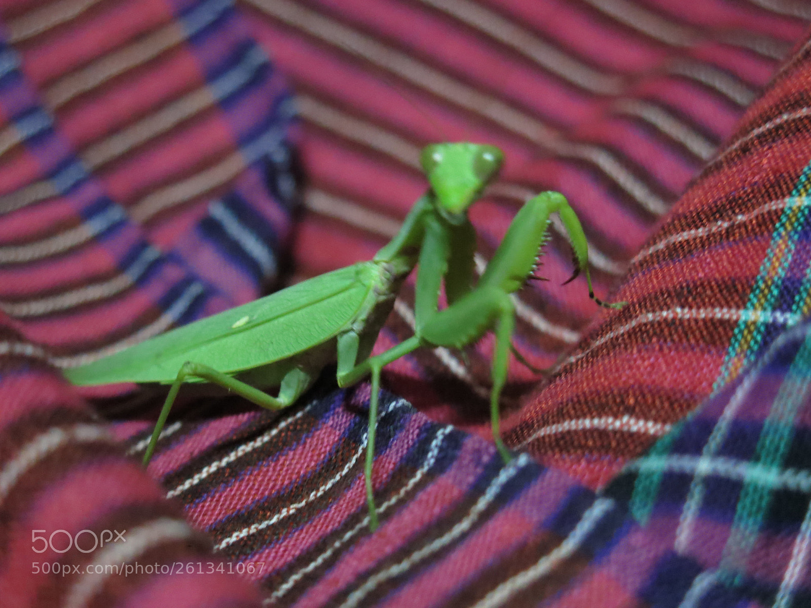 Canon PowerShot G15 sample photo. Grasshopper photography