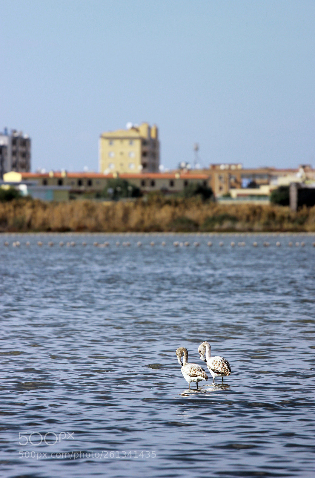 Canon EOS 550D (EOS Rebel T2i / EOS Kiss X4) sample photo. Love photography