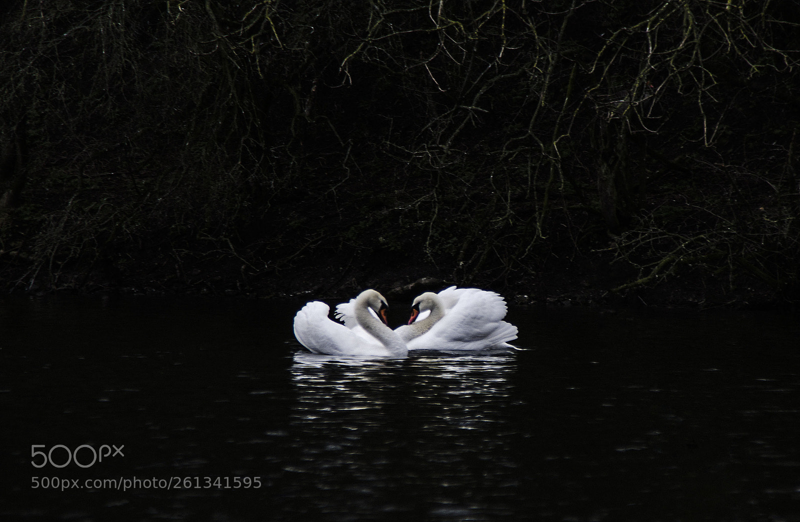 Nikon D7000 sample photo. Love swans photography