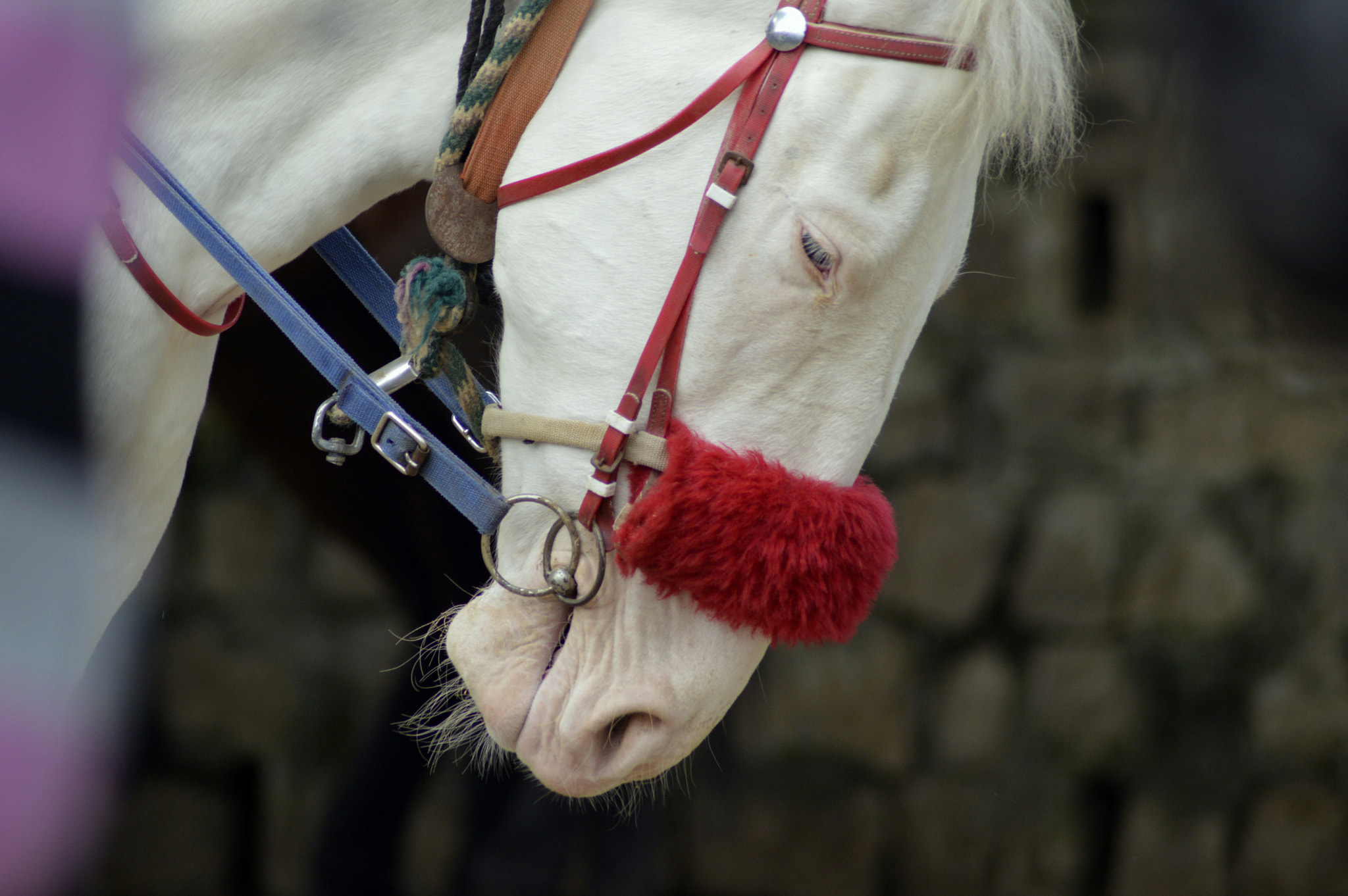 Nikon AF Nikkor 70-300mm F4-5.6G sample photo. Horse photography