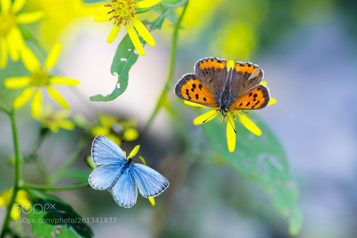 Canon EOS 6D sample photo. 蝶双飞 photography