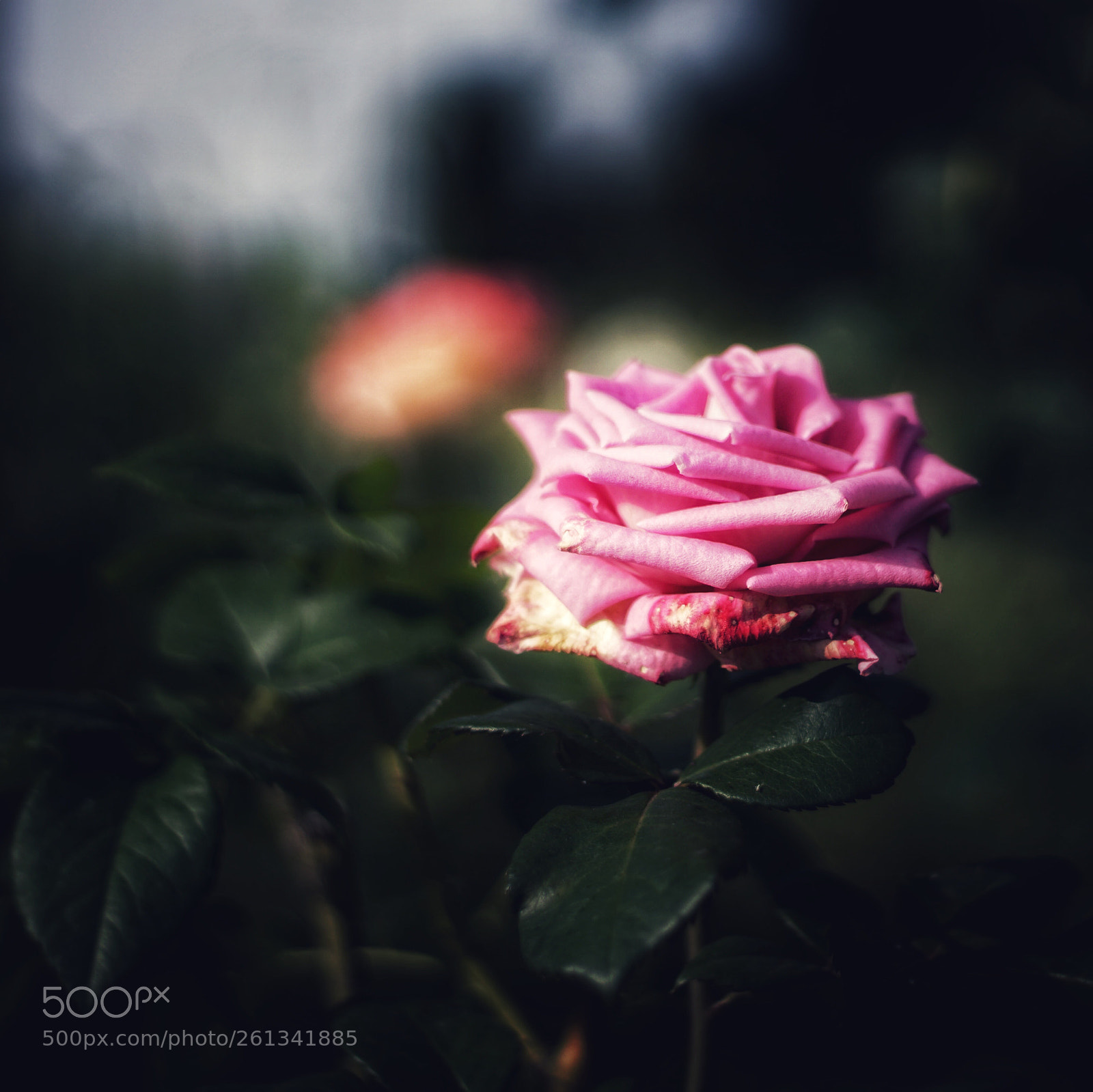 Sony a6000 sample photo. Sola photography