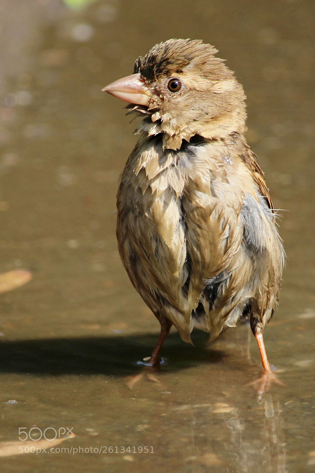 Canon EOS 600D (Rebel EOS T3i / EOS Kiss X5) sample photo. Wet ninja photography