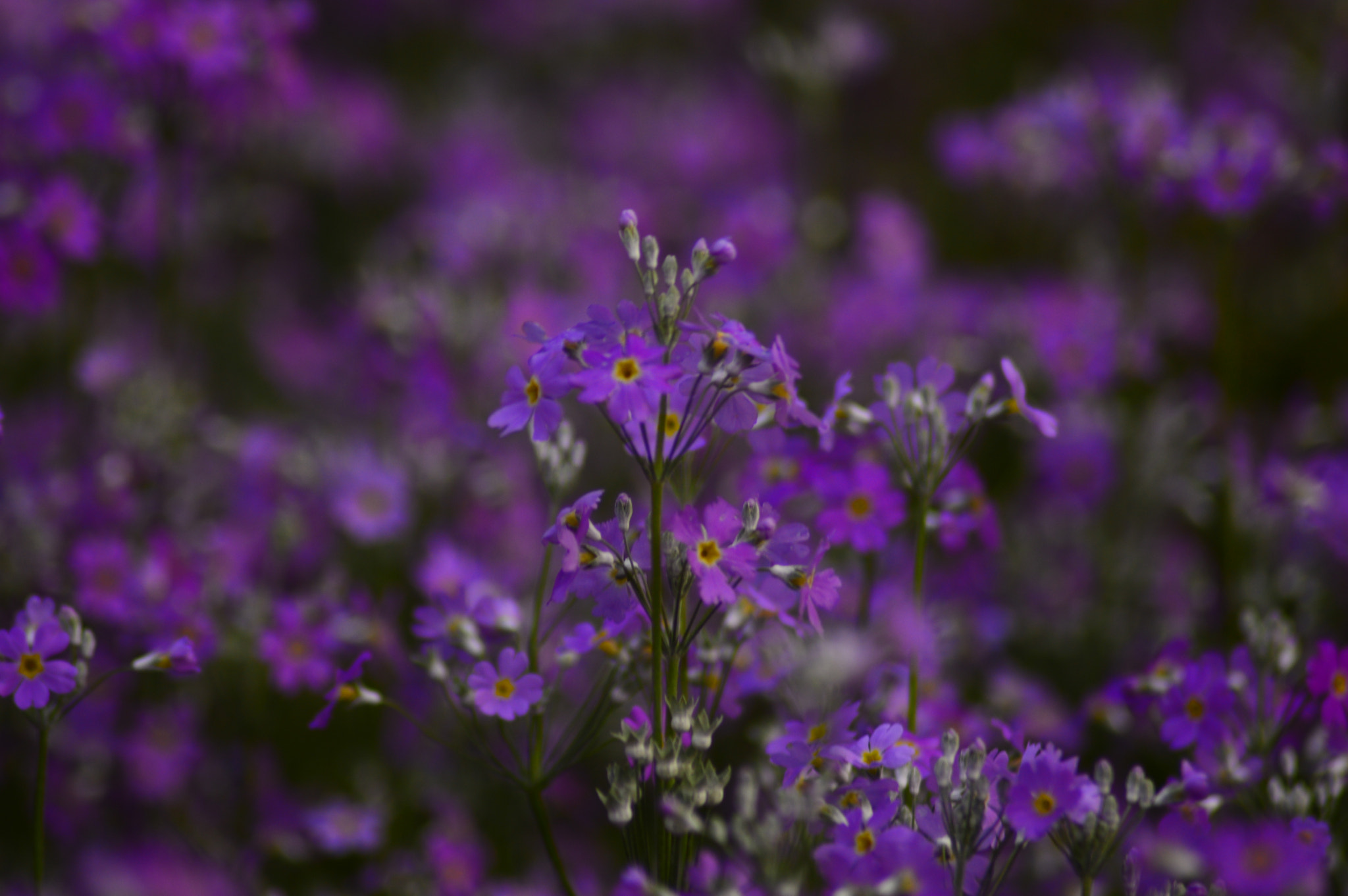 Nikon AF Nikkor 70-300mm F4-5.6G sample photo. Flower photography