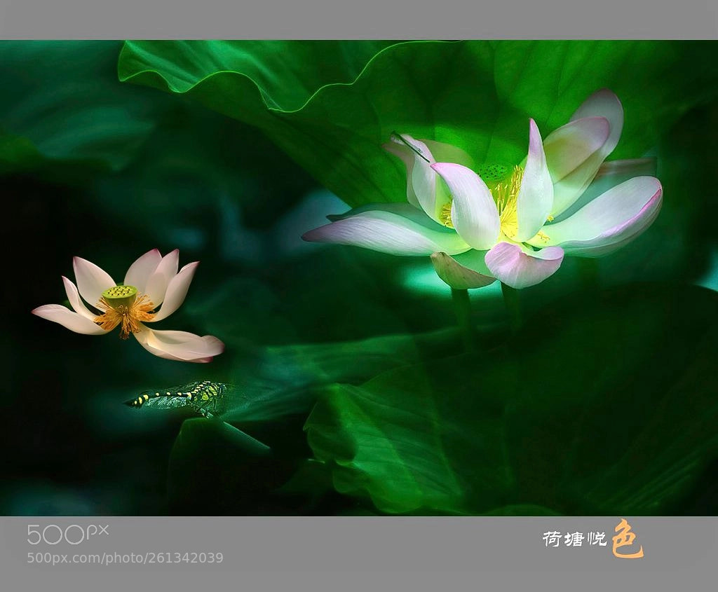 Nikon D300 sample photo. 夏天的记忆 photography