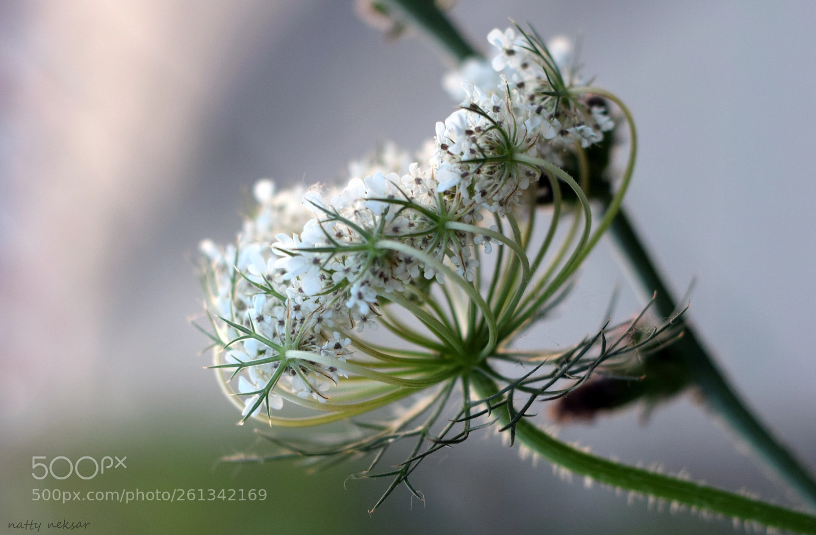Nikon D5300 sample photo. #springtime...16 photography