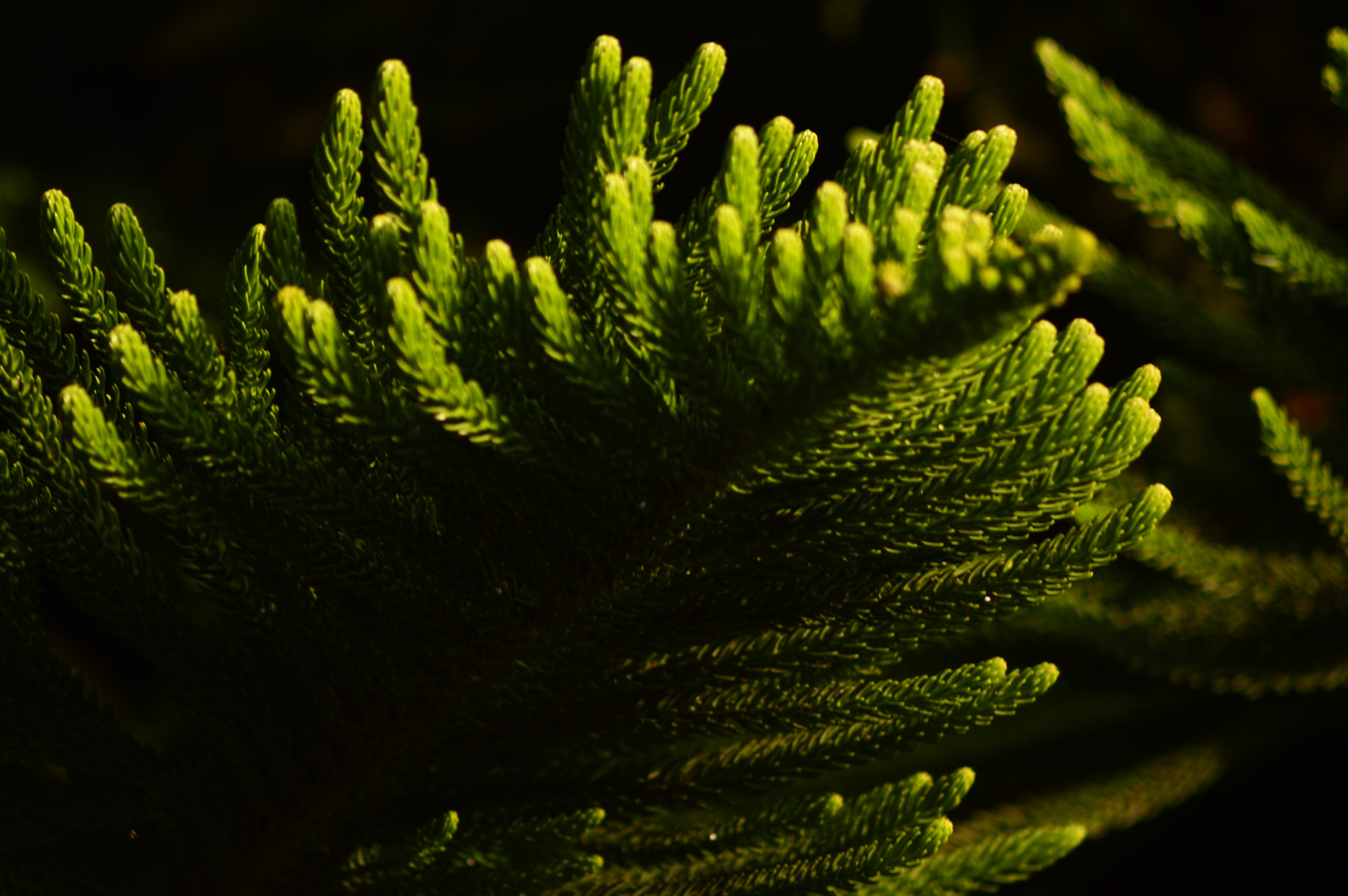 Nikon AF Nikkor 70-300mm F4-5.6G sample photo. Leaf photography