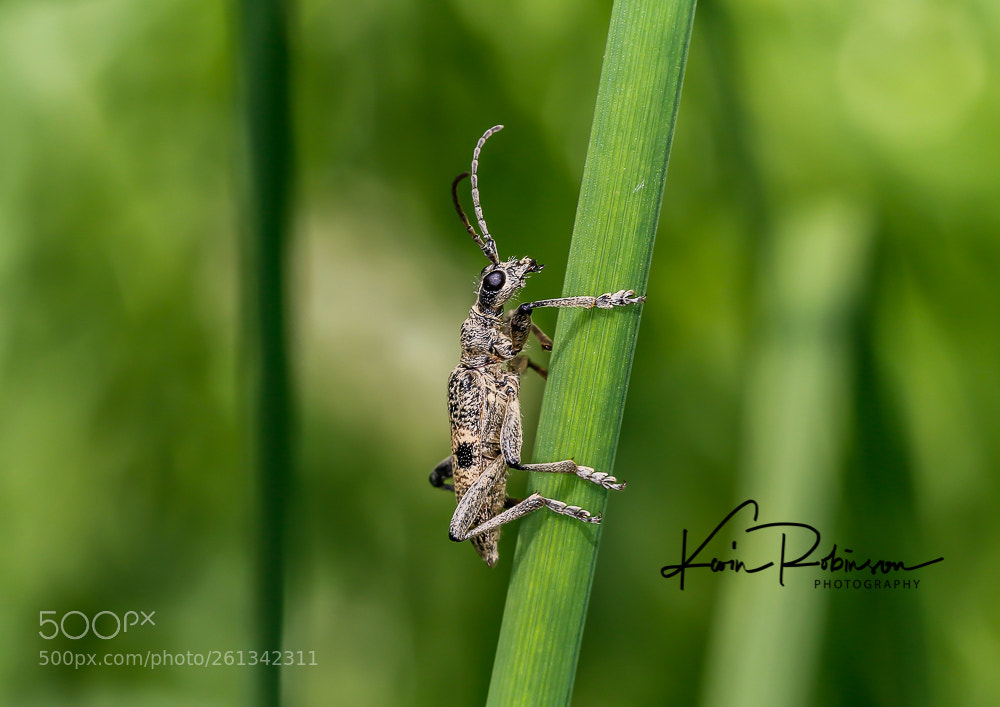 Canon EOS 7D Mark II sample photo. Dm photography