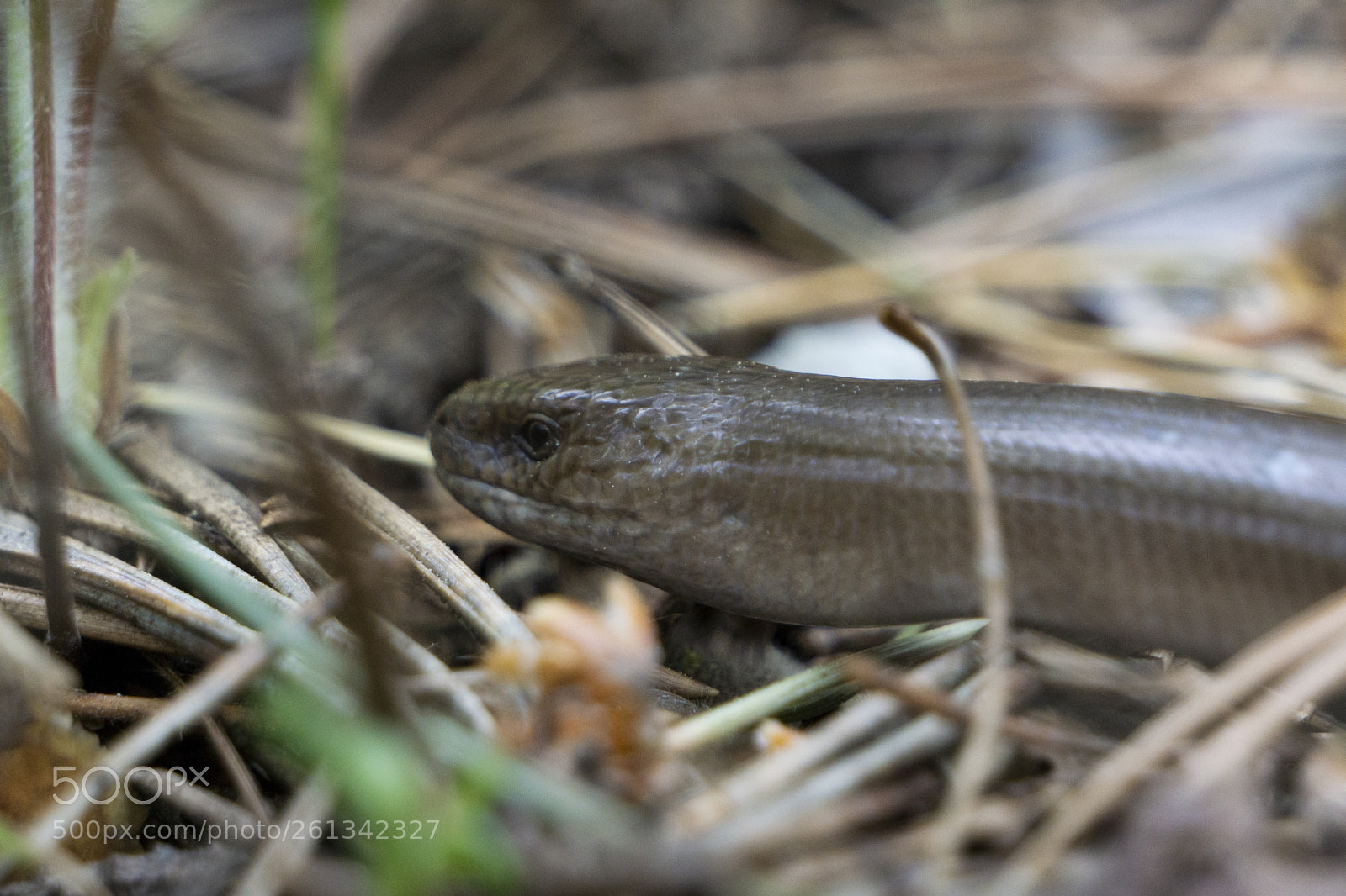 Sony a6000 sample photo. Anguis fragilis photography