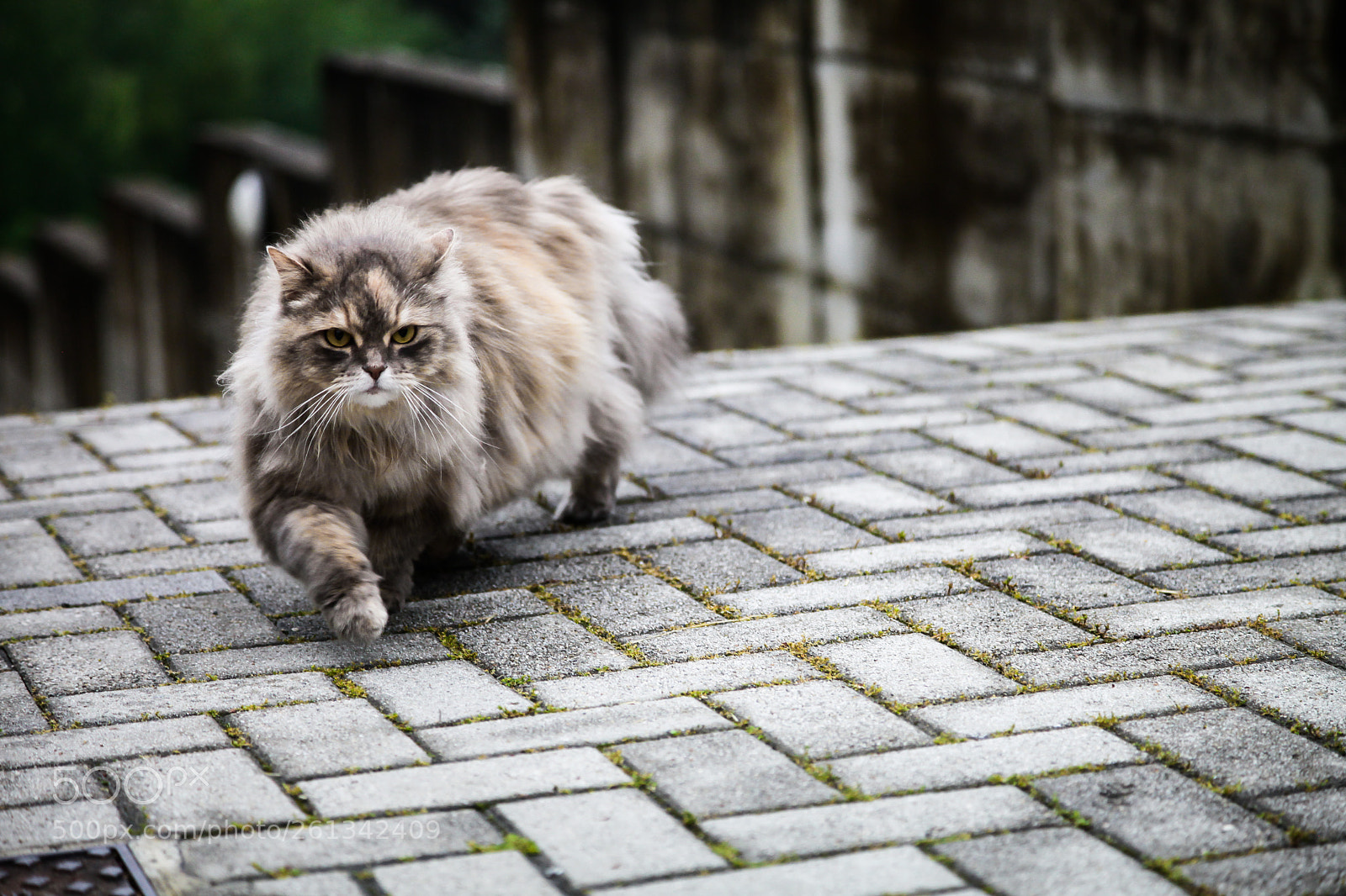 Canon EOS 5D Mark II sample photo. A city bird hunter photography