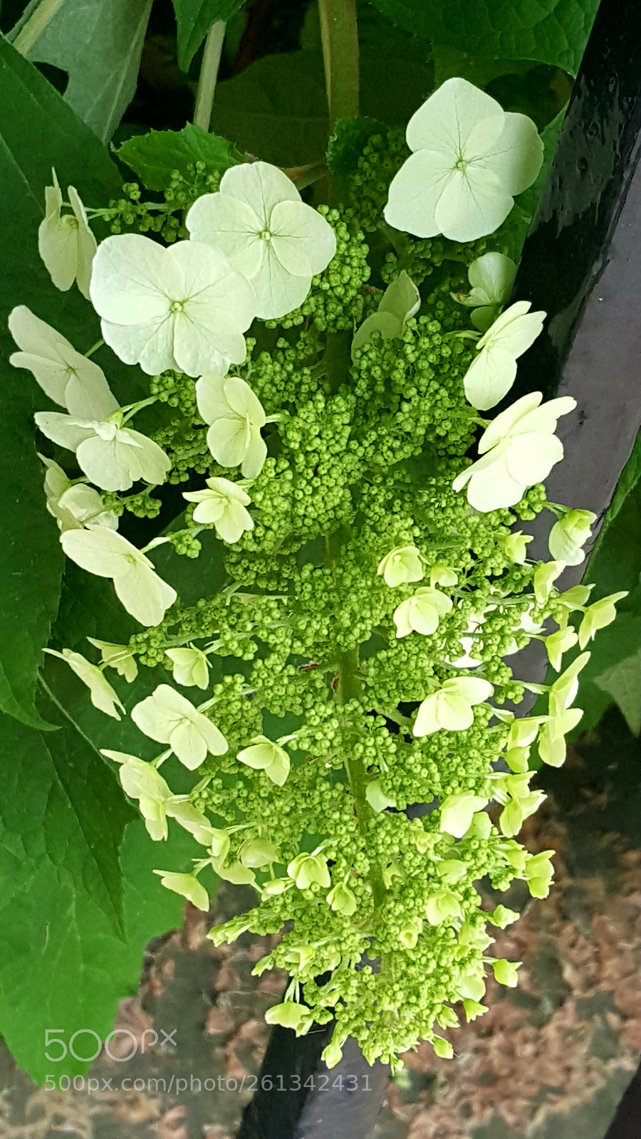Samsung Galaxy S6 sample photo. White flowers photography