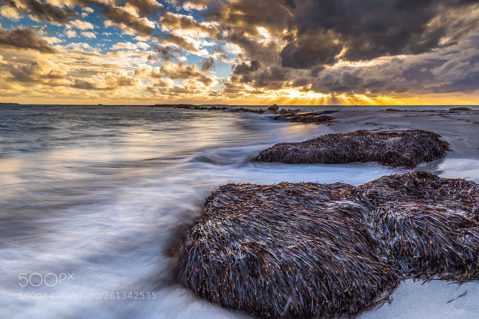 Canon EOS 6D sample photo. Gathering winter seaweed photography
