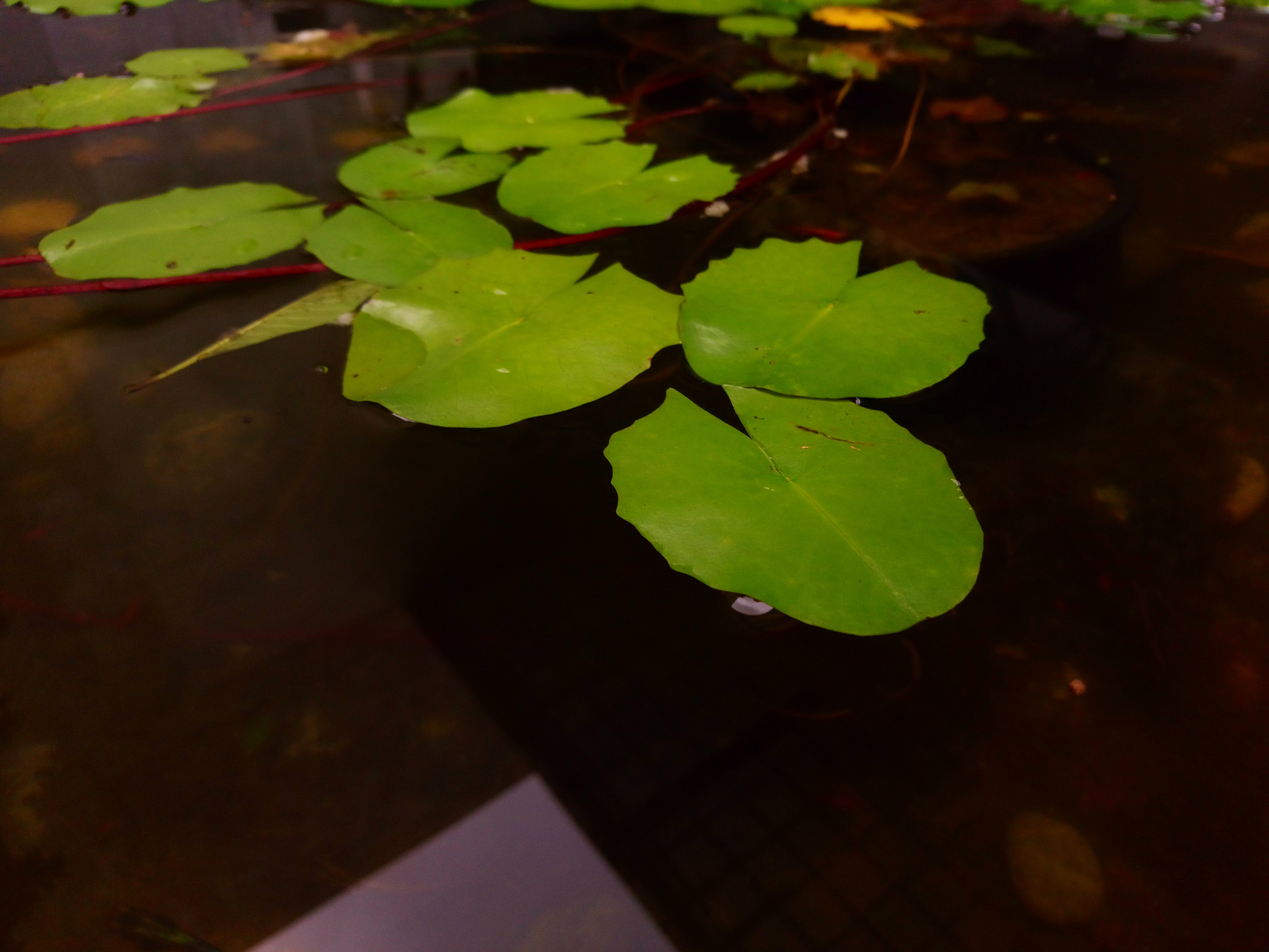 Sony Xperia XA1 Ultra sample photo. Lotus leaf photography