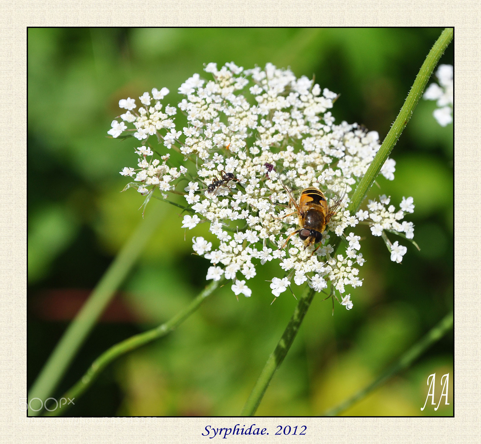 Nikon D90 sample photo. Syrphidae photography